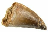 Fossil Mosasaur (Thalassotitan) Tooth - Morocco #332963-1